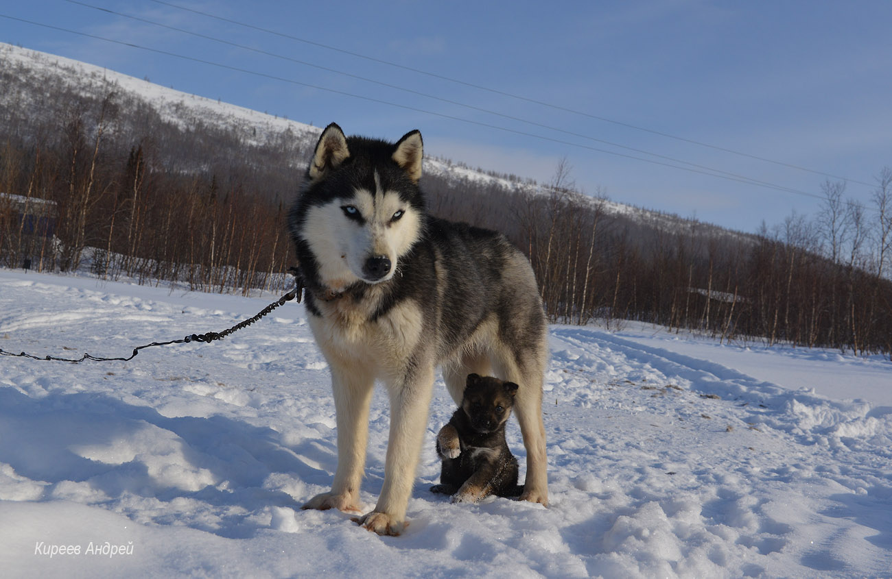 Yamal (Ямал)